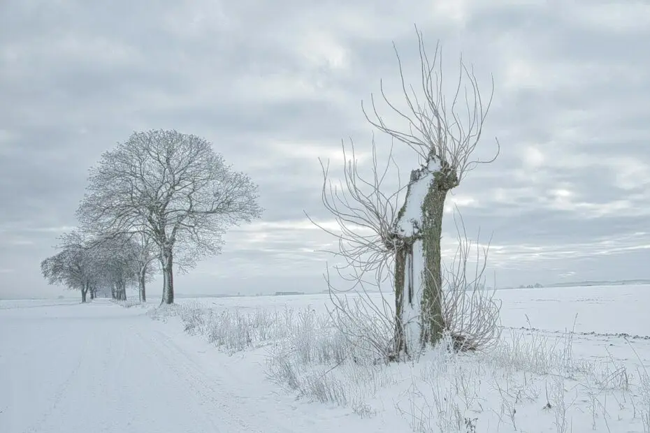 Paysage enneigé avec arbre