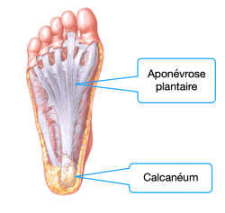 Représentation schématique de l'aponévrose plantaire