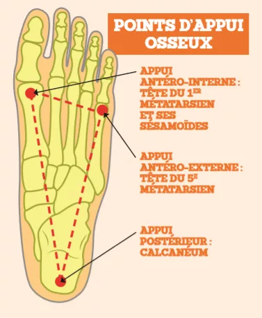 Représentation schématique des os du pied.