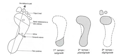 Représentation schématique des points d'appuis du pied lors de la marche